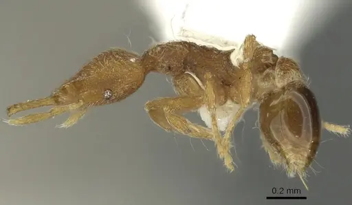 Strumigenys ligur specimen CASENT0900851 image casent0900851_3