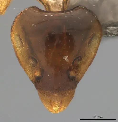 Strumigenys lilloana specimen CASENT4036182 image casent4036182_1
