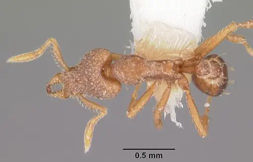 Strumigenys liophila specimen CASENT0102615 image casent0102615_1