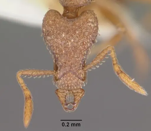 Strumigenys liophila specimen CASENT0102615 image casent0102615_2