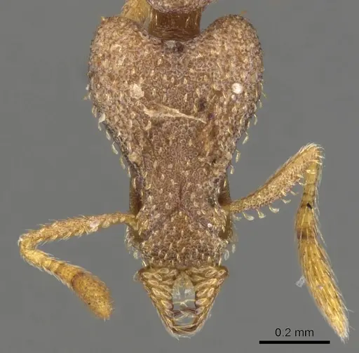 Strumigenys liophila specimen CASENT0900773 image casent0900773_2