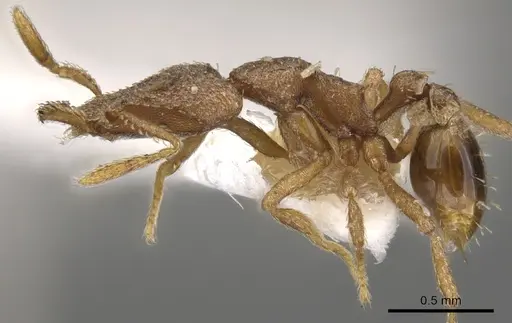 Strumigenys liophila specimen CASENT0900773 image casent0900773_3
