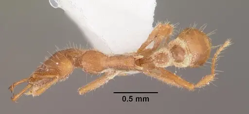 Strumigenys liukueiensis specimen CASENT0102616 image casent0102616_1