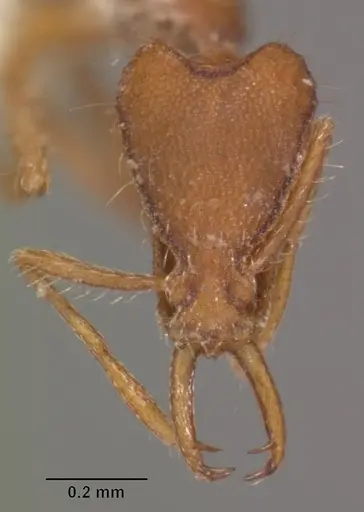Strumigenys liukueiensis specimen CASENT0102616 image casent0102616_2