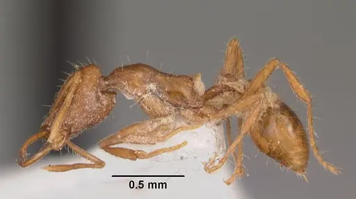 Strumigenys liukueiensis specimen CASENT0102616 image casent0102616_3