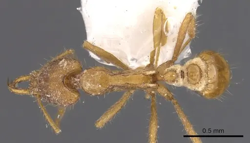 Strumigenys liukueiensis specimen CASENT0900820 image casent0900820_1