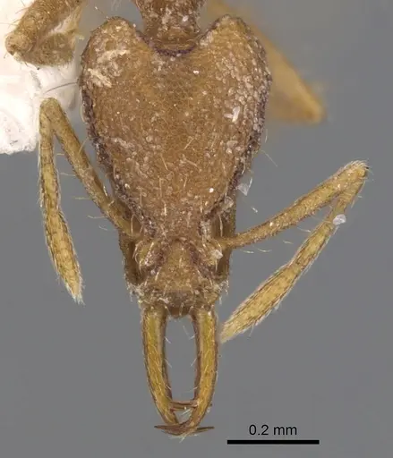Strumigenys liukueiensis specimen CASENT0900820 image casent0900820_2