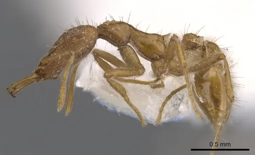 Strumigenys liukueiensis specimen CASENT0900820 image casent0900820_3