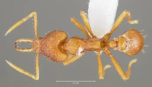 Strumigenys livens specimen CASENT0005577 image casent0005577_1