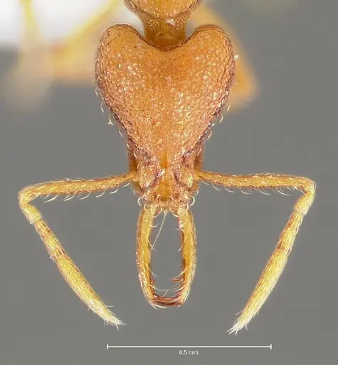 Strumigenys livens specimen CASENT0005577 image casent0005577_2