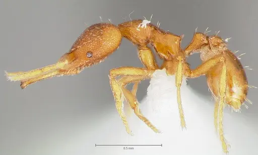 Strumigenys livens specimen CASENT0005577 image casent0005577_3