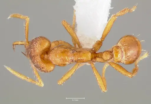 Strumigenys livens specimen CASENT0005578 image casent0005578_1