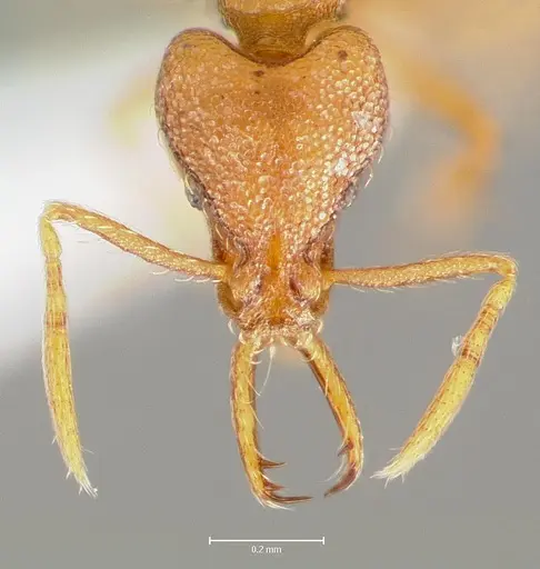 Strumigenys livens specimen CASENT0005578 image casent0005578_2