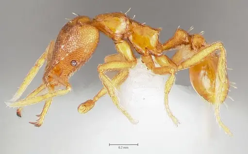 Strumigenys livens specimen CASENT0005578 image casent0005578_3