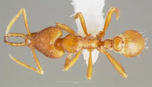 Strumigenys livens specimen CASENT0005579 image casent0005579_1