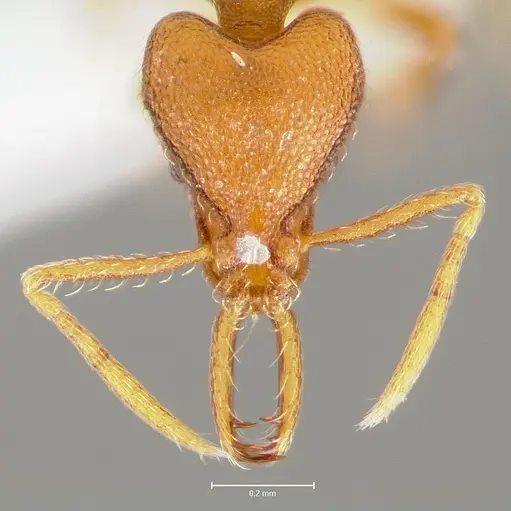 Strumigenys livens specimen CASENT0005579 image casent0005579_2
