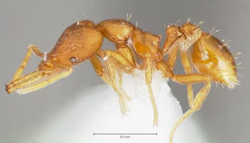 Strumigenys livens specimen CASENT0005579 image casent0005579_3