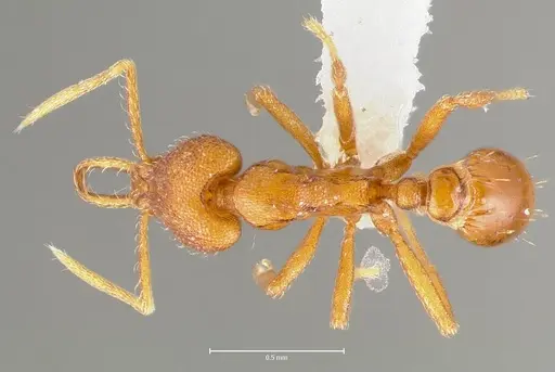 Strumigenys livens specimen CASENT0005580 image casent0005580_1