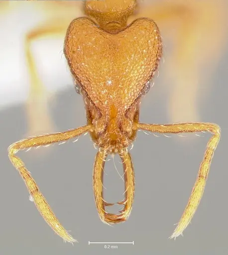 Strumigenys livens specimen CASENT0005580 image casent0005580_2