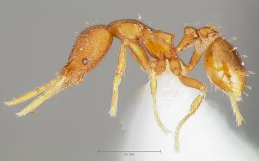Strumigenys livens specimen CASENT0005580 image casent0005580_3