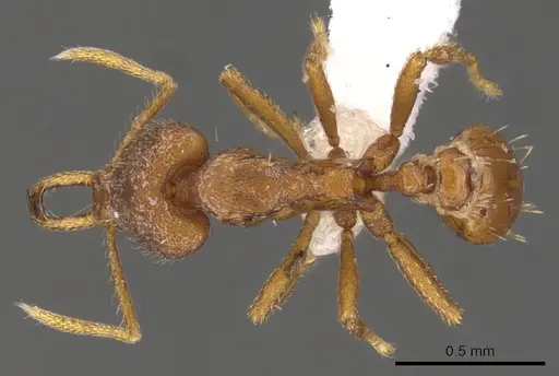 Strumigenys livens specimen CASENT0900728 image casent0900728_1