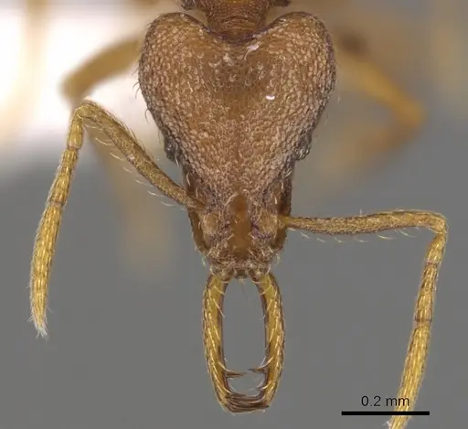 Strumigenys livens specimen CASENT0900728 image casent0900728_2