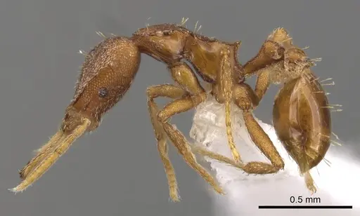 Strumigenys livens specimen CASENT0900728 image casent0900728_3