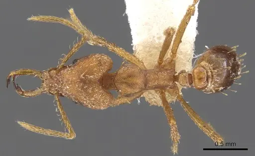 Strumigenys londianensis specimen CASENT0900593 image casent0900593_1