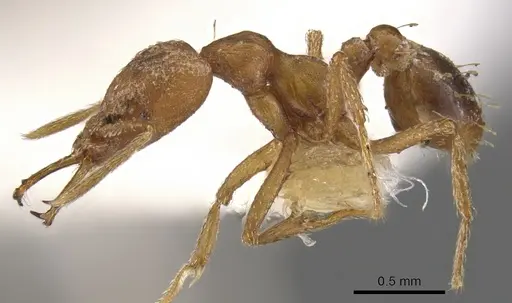 Strumigenys londianensis specimen CASENT0900593 image casent0900593_3