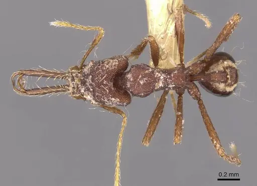 Strumigenys longimala specimen CASENT0905783 image casent0905783_1