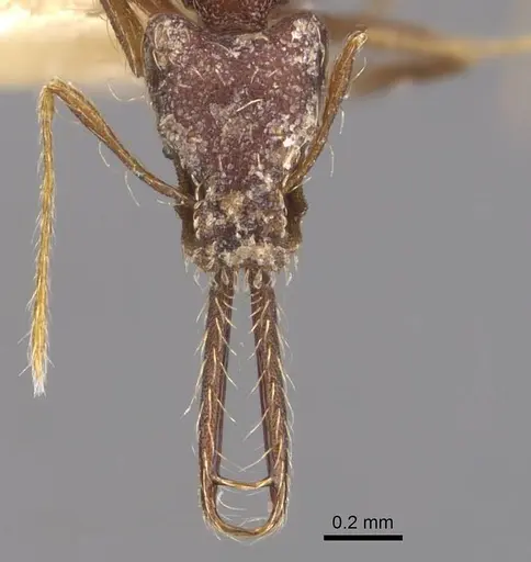 Strumigenys longimala specimen CASENT0905783 image casent0905783_2