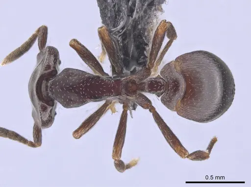 Strumigenys longinoi specimen CASENT0653694 image casent0653694_1