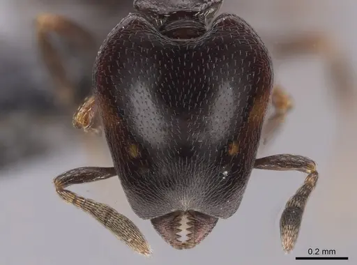 Strumigenys longinoi specimen CASENT0653694 image casent0653694_2
