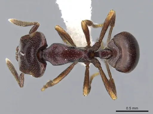 Strumigenys longinoi specimen INBIOCRI001282478 image inbiocri001282478_1