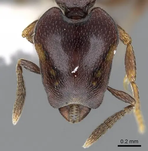 Strumigenys longinoi specimen INBIOCRI001282478 image inbiocri001282478_2