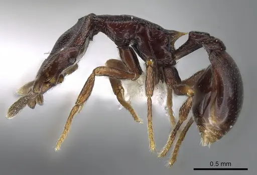 Strumigenys longinoi specimen INBIOCRI001282478 image inbiocri001282478_3