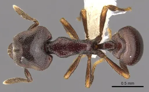 Strumigenys longinoi specimen INBIOCRI001282480 image inbiocri001282480_1