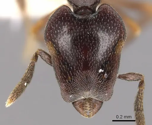 Strumigenys longinoi specimen INBIOCRI001282480 image inbiocri001282480_2