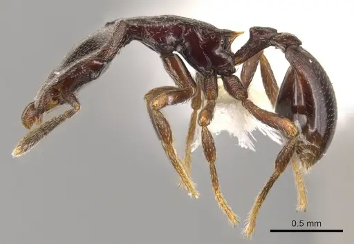 Strumigenys longinoi specimen INBIOCRI001282480 image inbiocri001282480_3