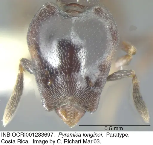 Strumigenys longinoi specimen INBIOCRI001283697 image inbiocri001283697_1