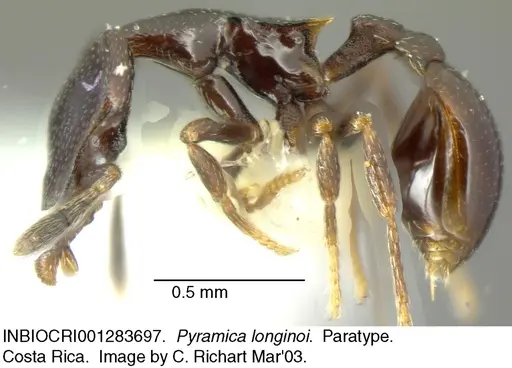 Strumigenys longinoi specimen INBIOCRI001283697 image inbiocri001283697_2