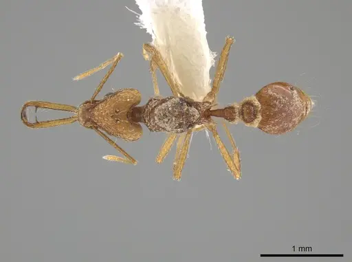 Strumigenys longispinosa specimen CASENT0631352 image casent0631352_1