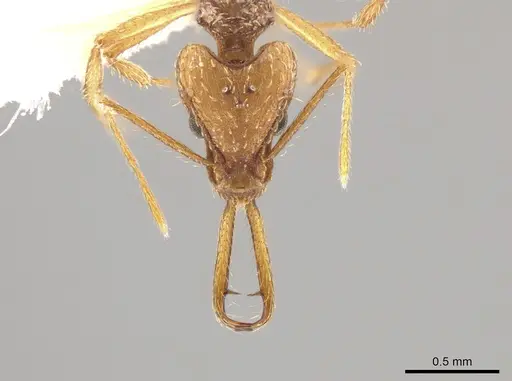 Strumigenys longispinosa specimen CASENT0631352 image casent0631352_2