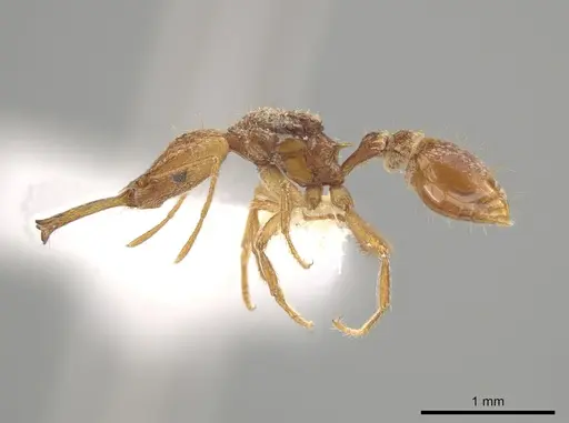 Strumigenys longispinosa specimen CASENT0631352 image casent0631352_3