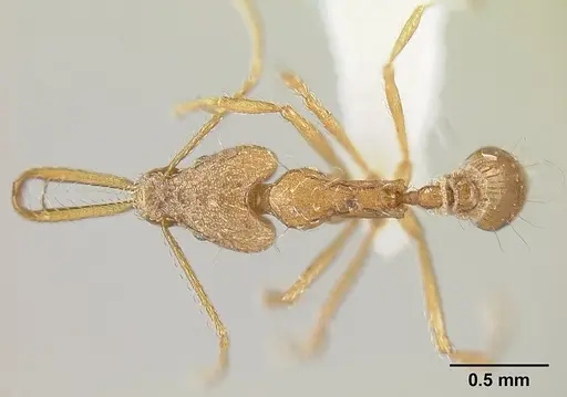 Strumigenys longispinosa specimen INBIOCRI001283440 image inbiocri001283440_1