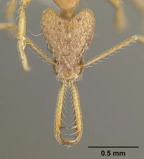 Strumigenys longispinosa specimen INBIOCRI001283440 image inbiocri001283440_2