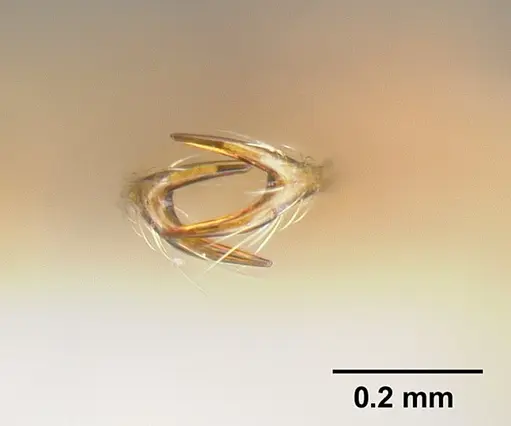 Strumigenys longispinosa specimen INBIOCRI001283440 image inbiocri001283440_3