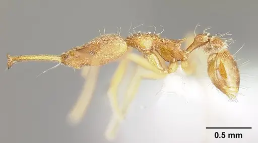 Strumigenys longispinosa specimen INBIOCRI001283440 image inbiocri001283440_4