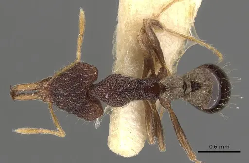 Strumigenys lopotyle specimen CASENT0900801 image casent0900801_1