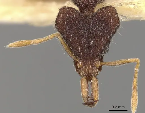 Strumigenys lopotyle specimen CASENT0900801 image casent0900801_2